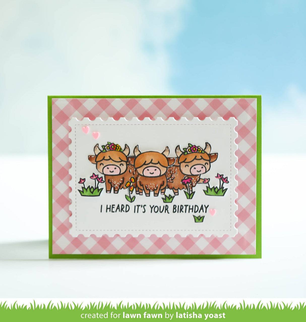 highland cows!