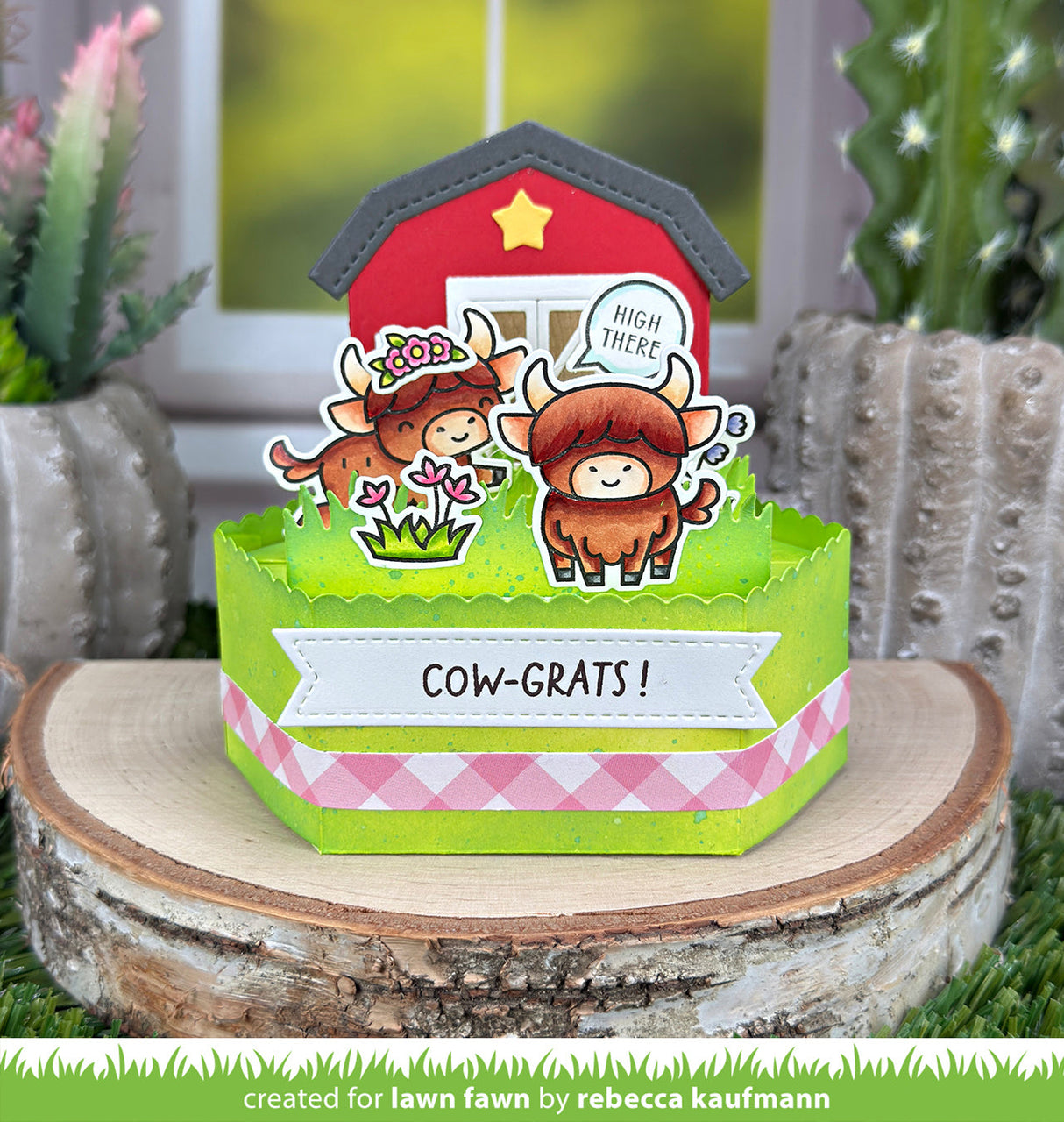 highland cows!