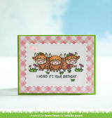 highland cows!