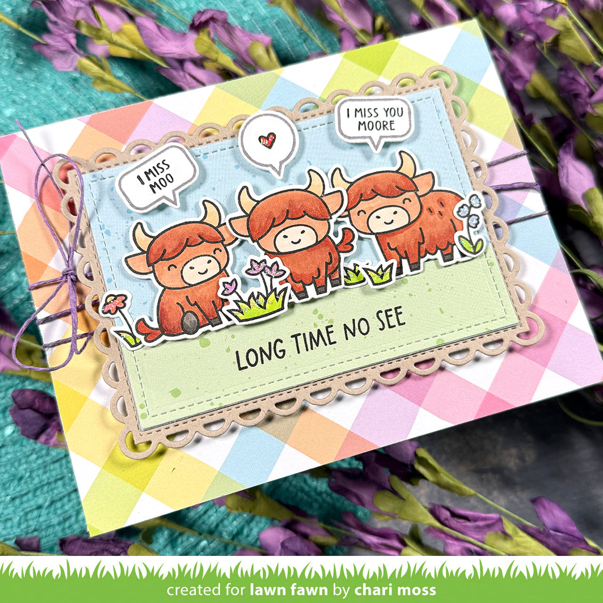 highland cows!