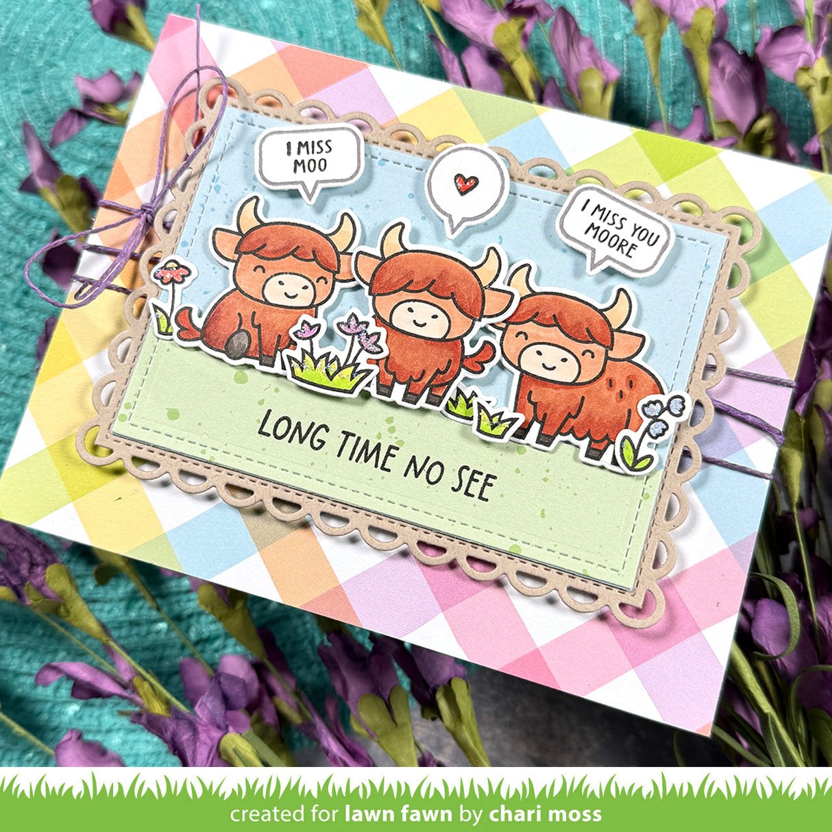 highland cows!