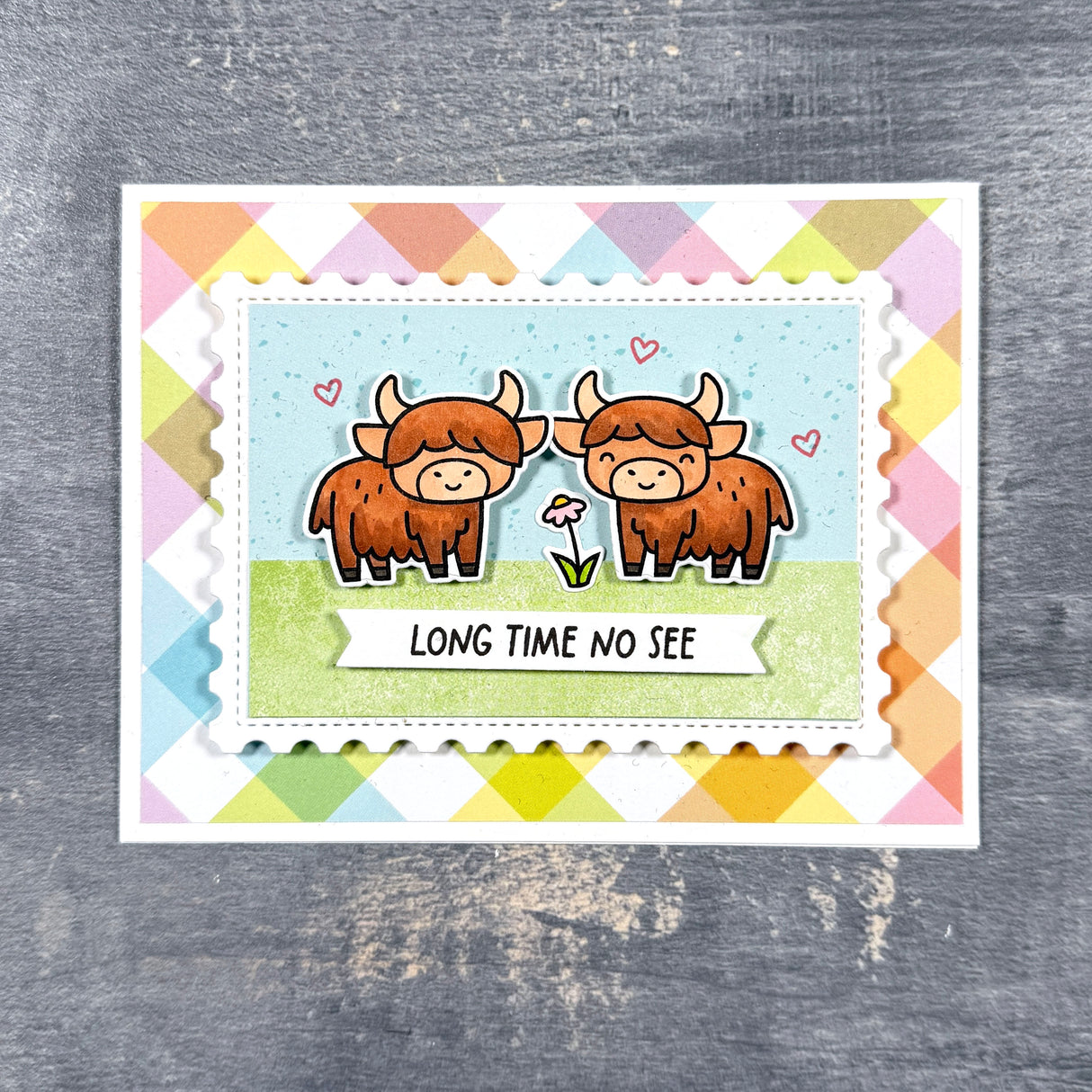 highland cows!