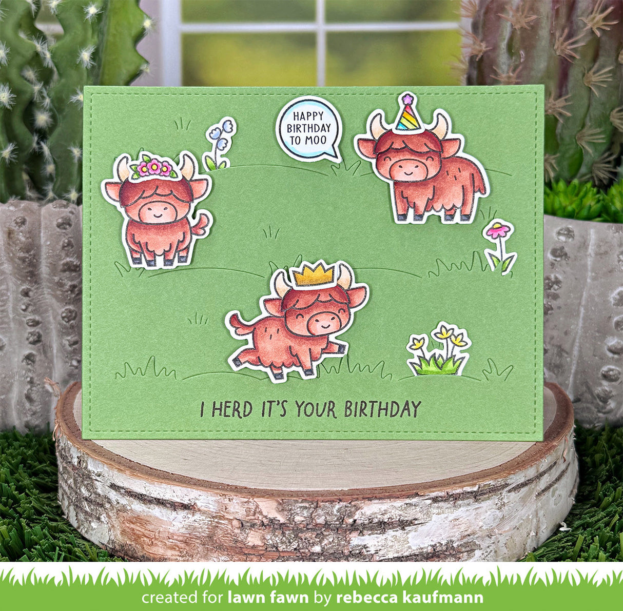 highland cows!