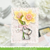 darling daffodils